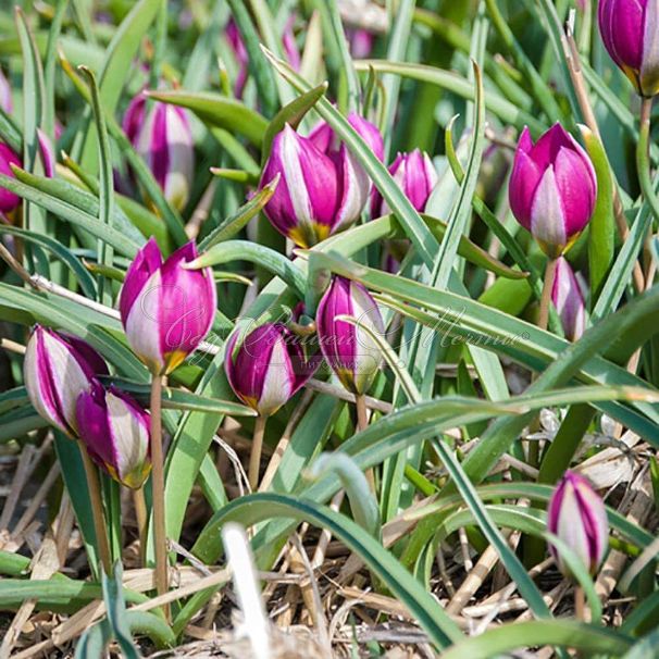 Тюльпан карликовый Персиан Перл (Tulipa pulchella Persian Pearl) — фото 5
