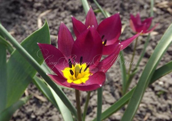 Тюльпан карликовый Персиан Перл (Tulipa pulchella Persian Pearl) — фото 6