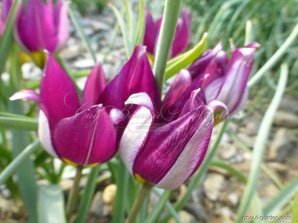 Тюльпан карликовый Персиан Перл (Tulipa pulchella Persian Pearl) — фото 7