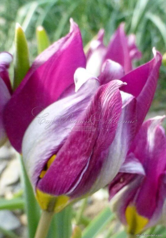 Тюльпан карликовый Персиан Перл (Tulipa pulchella Persian Pearl) — фото 8