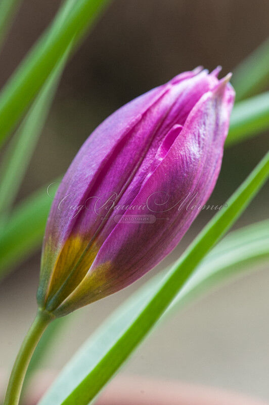Тюльпан карликовый Персиан Перл (Tulipa pulchella Persian Pearl) — фото 9