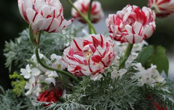 Тюльпан Карнавал де Ницца (Tulipa Carnaval De Nice) — фото 2