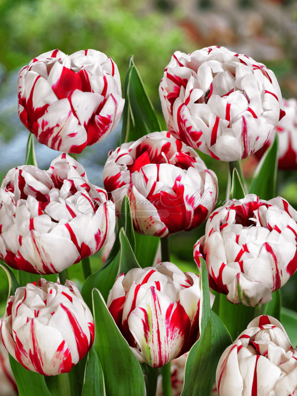 Тюльпан Карнавал де Ницца (Tulipa Carnaval De Nice) — фото 3