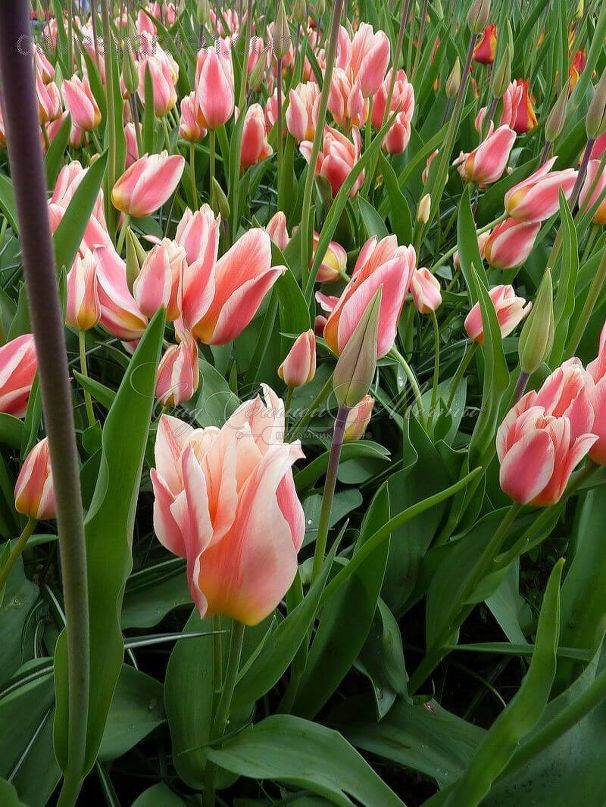 Тюльпан Квебек (Tulipa Quebec) — фото 2