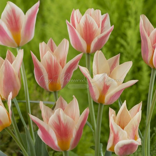 Тюльпан Квебек (Tulipa Quebec) — фото 3