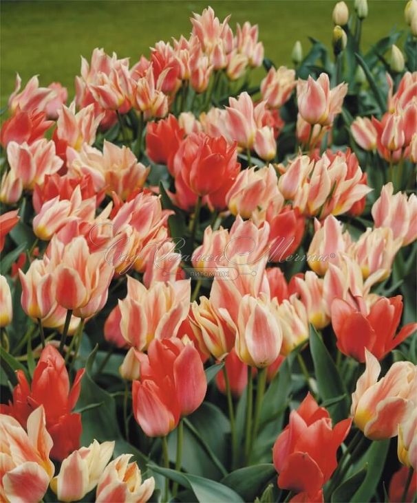 Тюльпан Квебек (Tulipa Quebec) — фото 4
