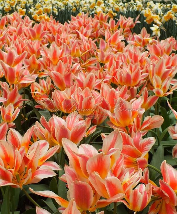 Тюльпан Квебек (Tulipa Quebec) — фото 5