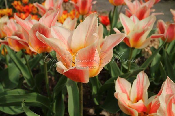 Тюльпан Квебек (Tulipa Quebec) — фото 6