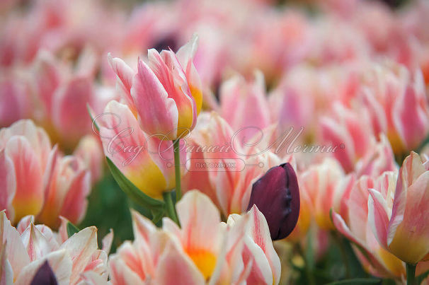 Тюльпан Квебек (Tulipa Quebec) — фото 8