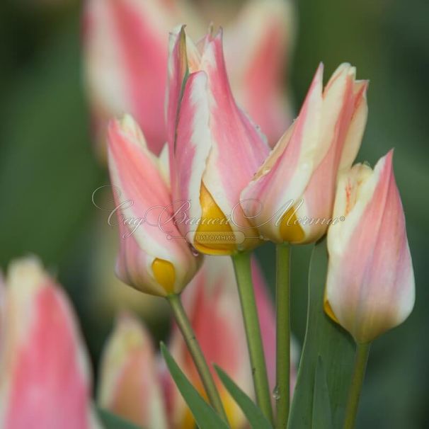 Тюльпан Квебек (Tulipa Quebec) — фото 9