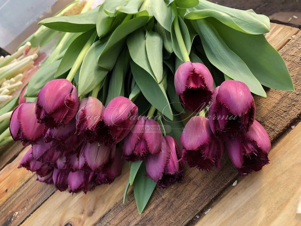 Тюльпан Кёрли Сью (Tulipa Curly Sue) — фото 2