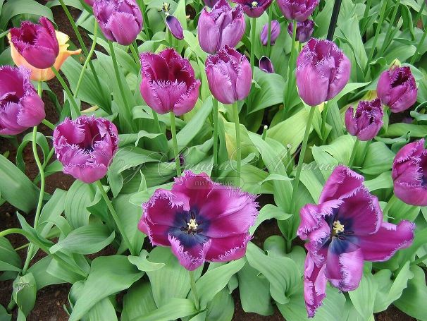 Тюльпан Кёрли Сью (Tulipa Curly Sue) — фото 3