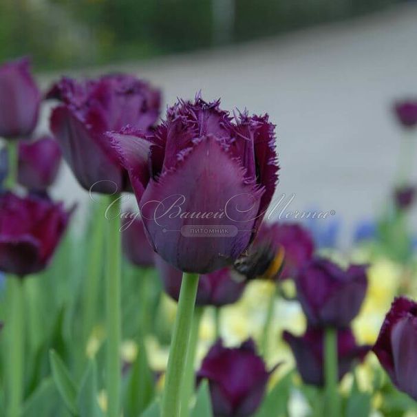 Тюльпан Кёрли Сью (Tulipa Curly Sue) — фото 4