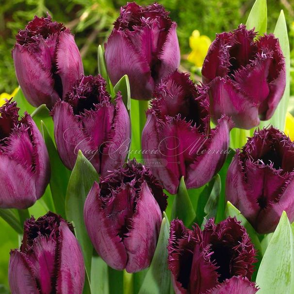 Тюльпан Кёрли Сью (Tulipa Curly Sue) — фото 5