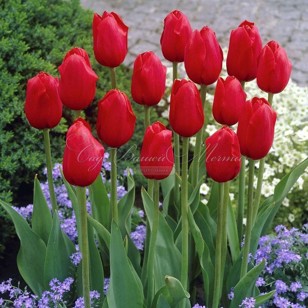Тюльпан Кингсблад (Tulipa Kingsblood) — фото 2