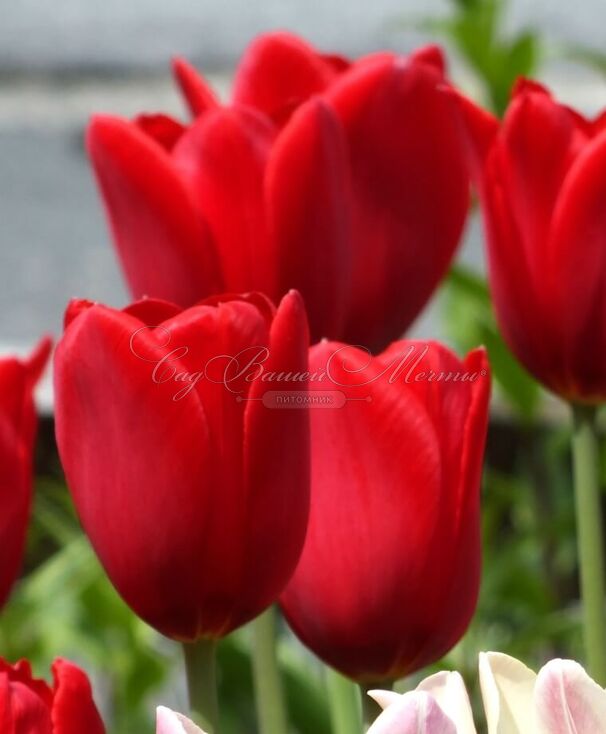 Тюльпан Кингсблад (Tulipa Kingsblood) — фото 3