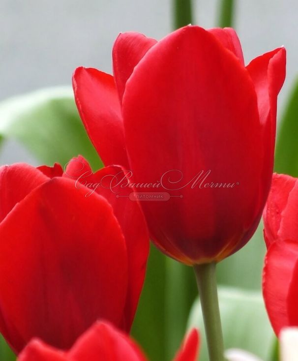 Тюльпан Кингсблад (Tulipa Kingsblood) — фото 4