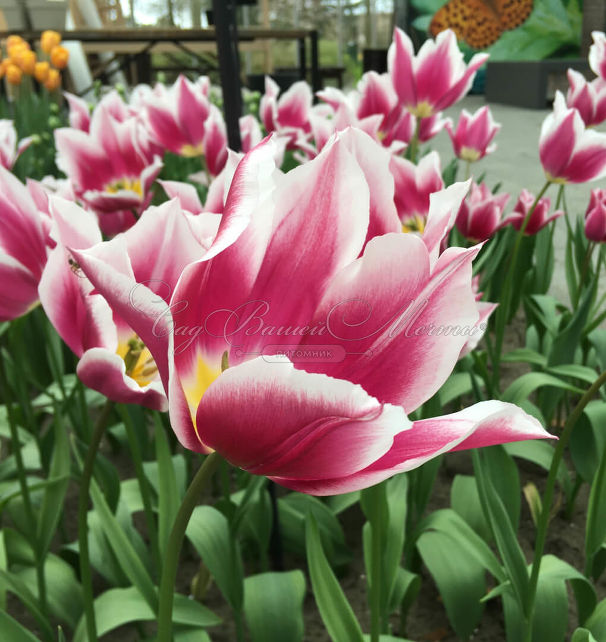 Тюльпан Клаудия (Tulipa Claudia) — фото 4