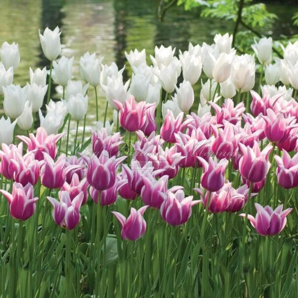 Тюльпан Клаудия (Tulipa Claudia) — фото 6