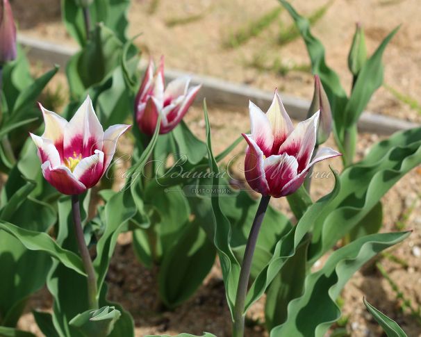 Тюльпан Клаудия (Tulipa Claudia) — фото 7