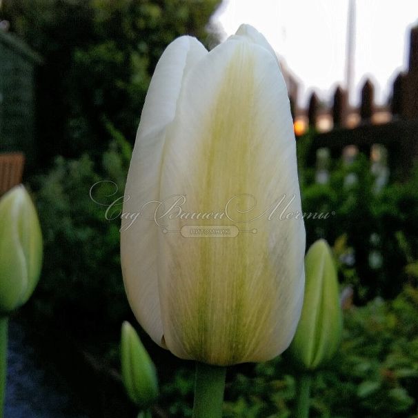 Тюльпан Клиаруотер (Tulipa Clearwater) — фото 3