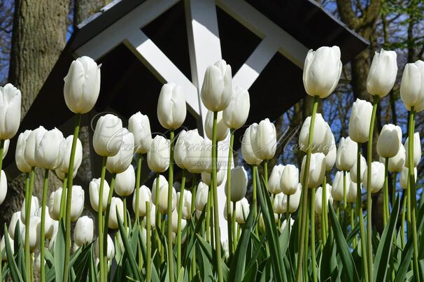 Тюльпан Клиаруотер (Tulipa Clearwater) — фото 4