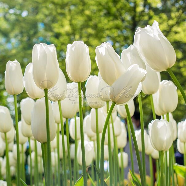 Тюльпан Клиаруотер (Tulipa Clearwater) — фото 5