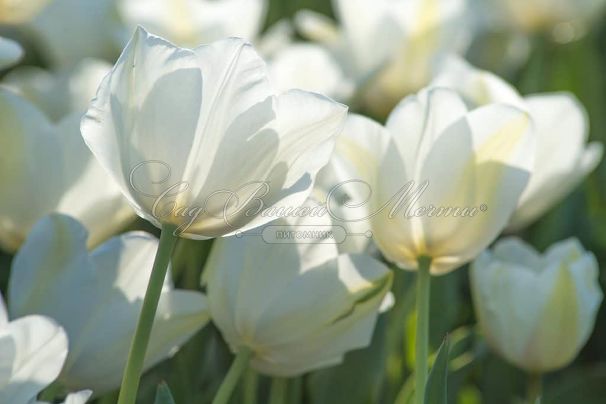Тюльпан Клиаруотер (Tulipa Clearwater) — фото 6