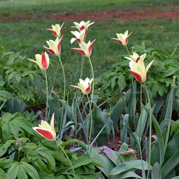 Тюльпан Клузиуса (Tulipa clusiana) — фото 2