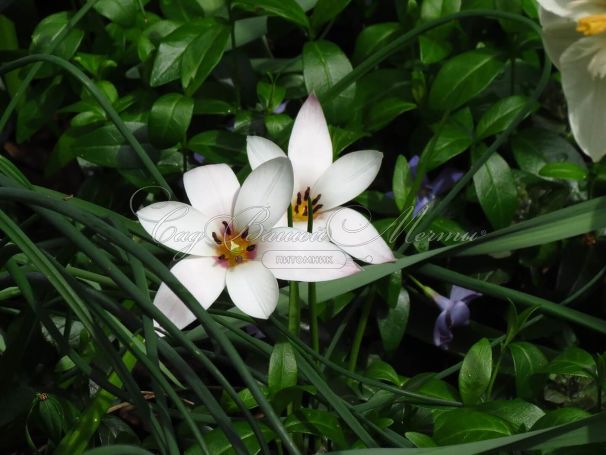 Тюльпан Клузиуса (Tulipa clusiana) — фото 3
