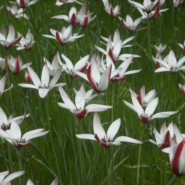 Тюльпан Клузиуса (Tulipa clusiana) — фото 4