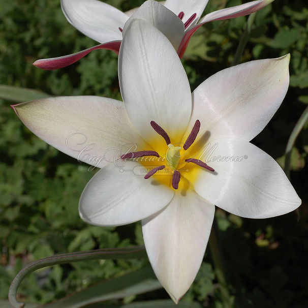 Тюльпан Клузиуса (Tulipa clusiana) — фото 5