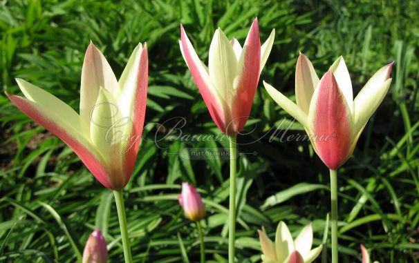 Тюльпан Клузиуса (Tulipa clusiana) — фото 6