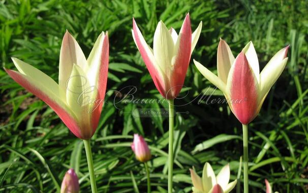 Тюльпан Клузиуса (Tulipa clusiana) — фото 6