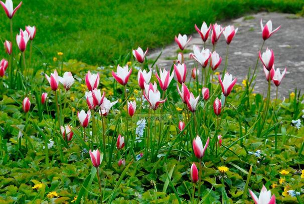 Тюльпан Клузиуса Пепперминт Стик (Tulipa clusiana Peppermint Stick) — фото 2