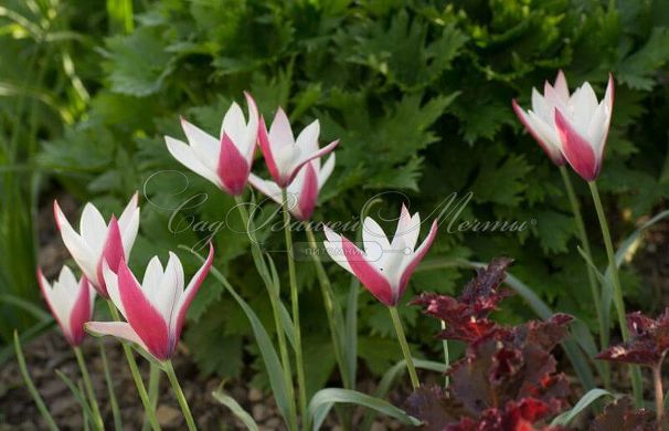 Тюльпан Клузиуса Пепперминт Стик (Tulipa clusiana Peppermint Stick) — фото 3