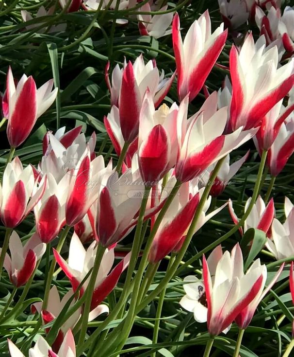 Тюльпан Клузиуса Пепперминт Стик (Tulipa clusiana Peppermint Stick) — фото 4