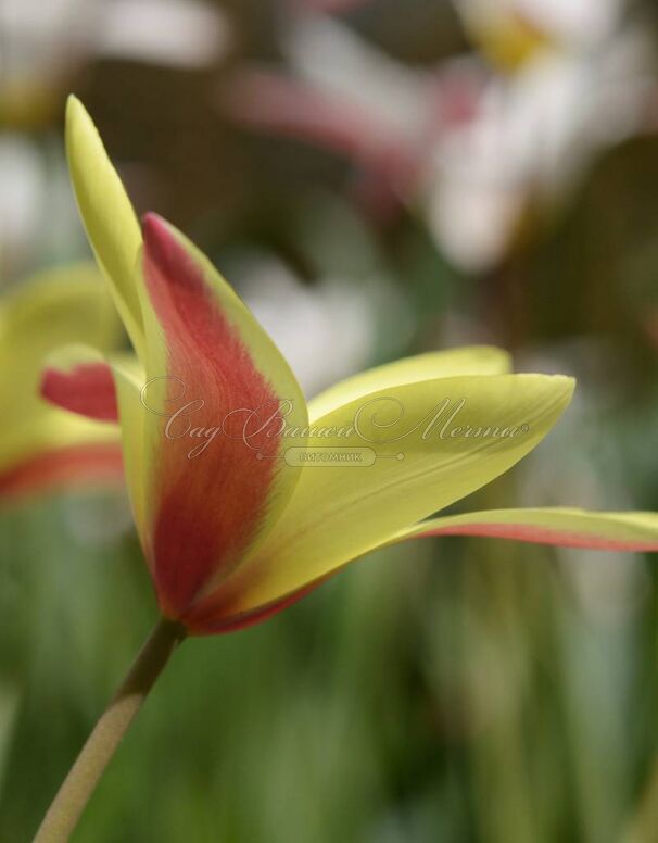 Тюльпан Клузиуса Синтия (Tulipa clusiana Cynthia) — фото 2