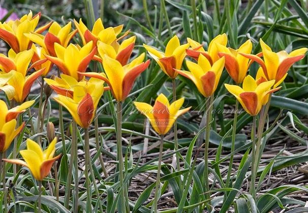 Тюльпан Клузиуса Синтия (Tulipa clusiana Cynthia) — фото 3