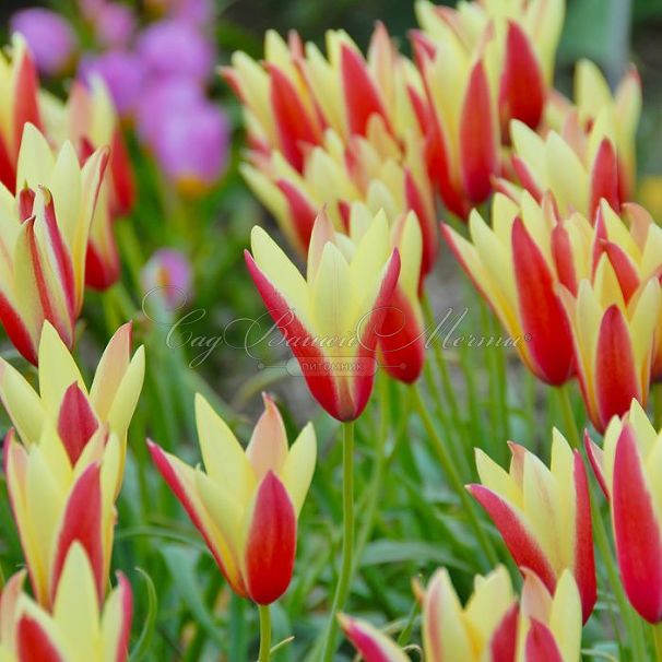 Тюльпан Клузиуса Синтия (Tulipa clusiana Cynthia) — фото 4