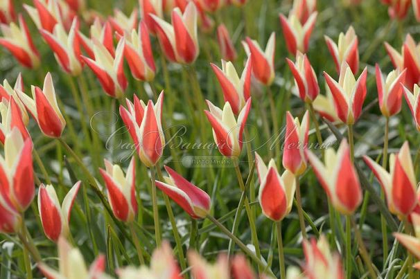 Тюльпан Клузиуса Синтия (Tulipa clusiana Cynthia) — фото 5