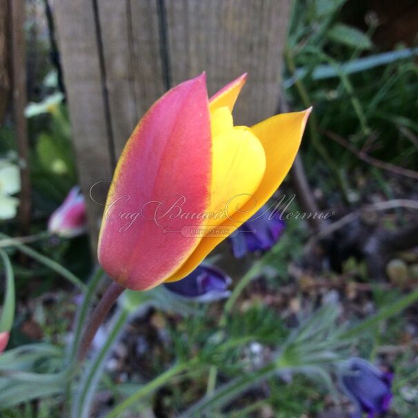 Тюльпан Клузиуса Синтия (Tulipa clusiana Cynthia) — фото 6