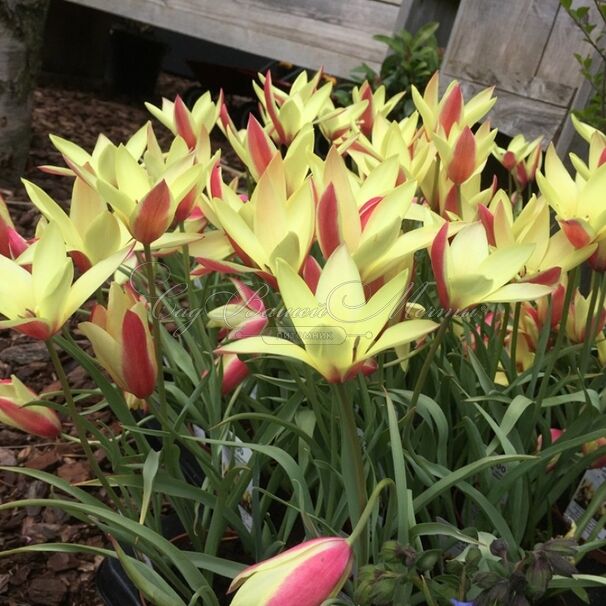 Тюльпан Клузиуса Синтия (Tulipa clusiana Cynthia) — фото 7