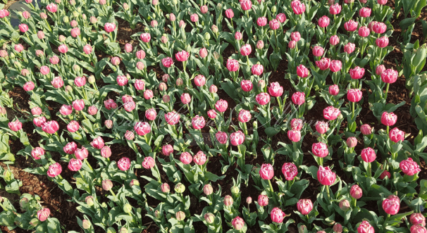 Тюльпан Коламбус (Tulipa Columbus) — фото 3