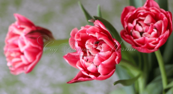 Тюльпан Коламбус (Tulipa Columbus) — фото 5