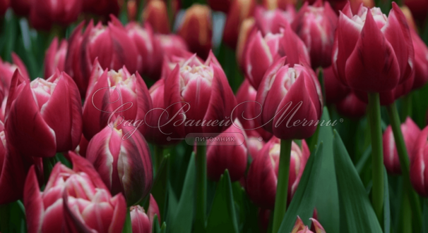 Тюльпан Коламбус (Tulipa Columbus) — фото 6