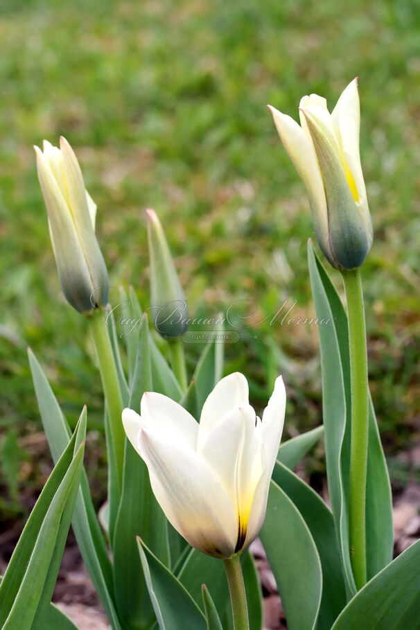 Тюльпан Концерто (Tulipa Concerto) — фото 3