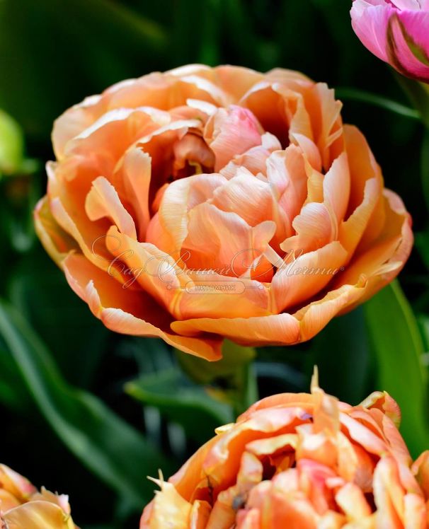 Тюльпан Коппер Имэдж (Tulipa Copper Image) — фото 3
