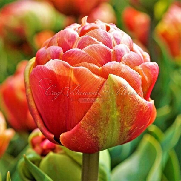 Тюльпан Коппер Имэдж (Tulipa Copper Image) — фото 4