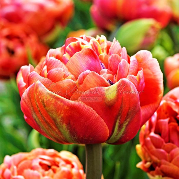 Тюльпан Коппер Имэдж (Tulipa Copper Image) — фото 5